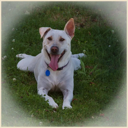 HAPPY HOLLY!