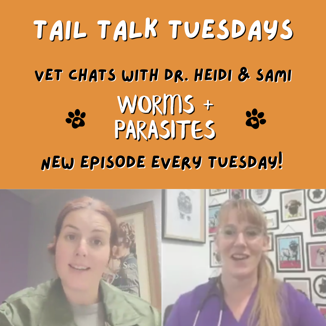 Worms, Parasites & the Poo Test | Full Vet Session with Dr Heidi