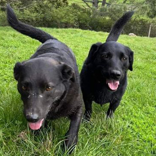 Easy to give to my dogs with no problems