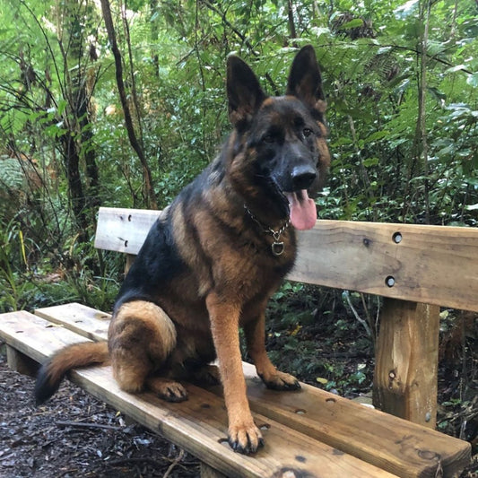 Samba Loves Doggy Daily