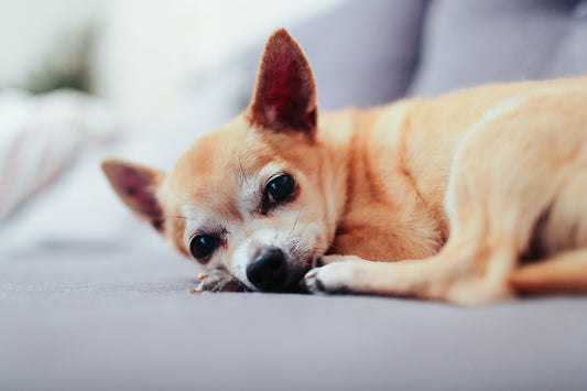 What to do if your dog is rubbing, licking or biting at their bottom