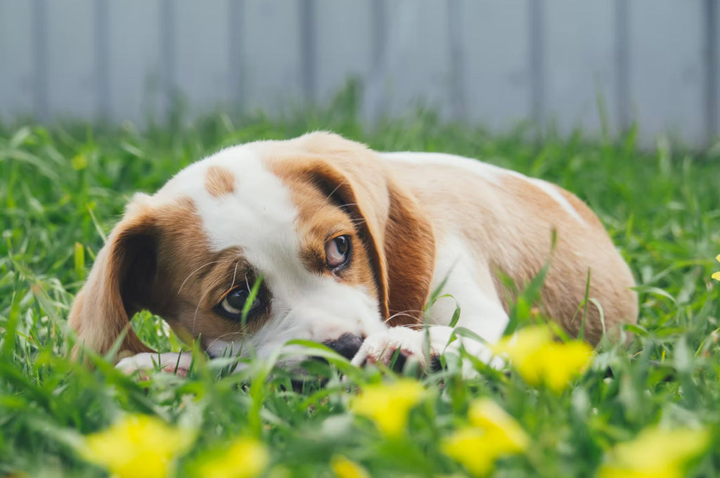 Anxious Dog