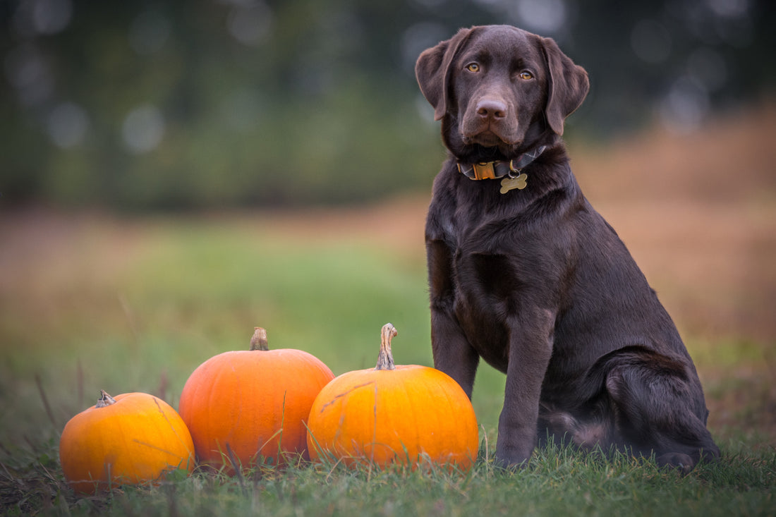 Pumpkin seed oil for sales dogs