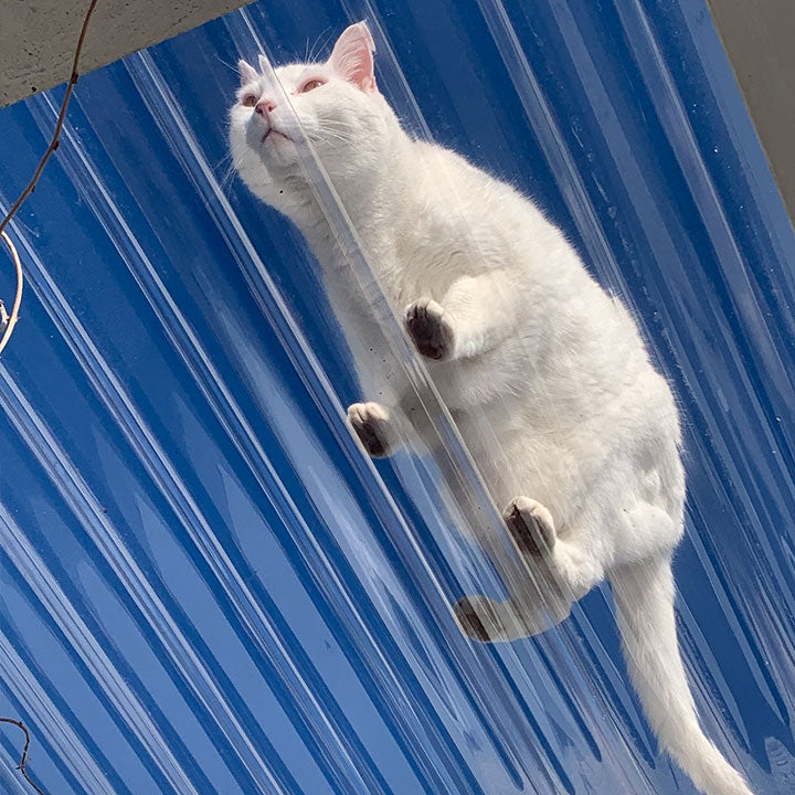 Moggy Daily Gives My 15-Year-Old Cat Wings