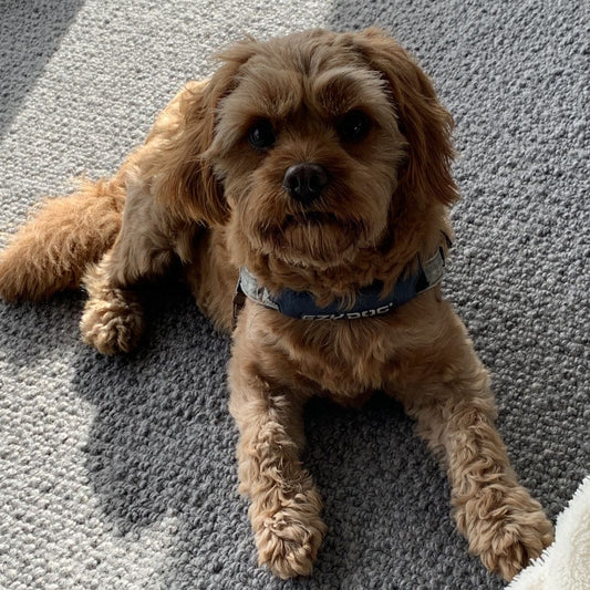 Charlie Is Brimming With Good Health