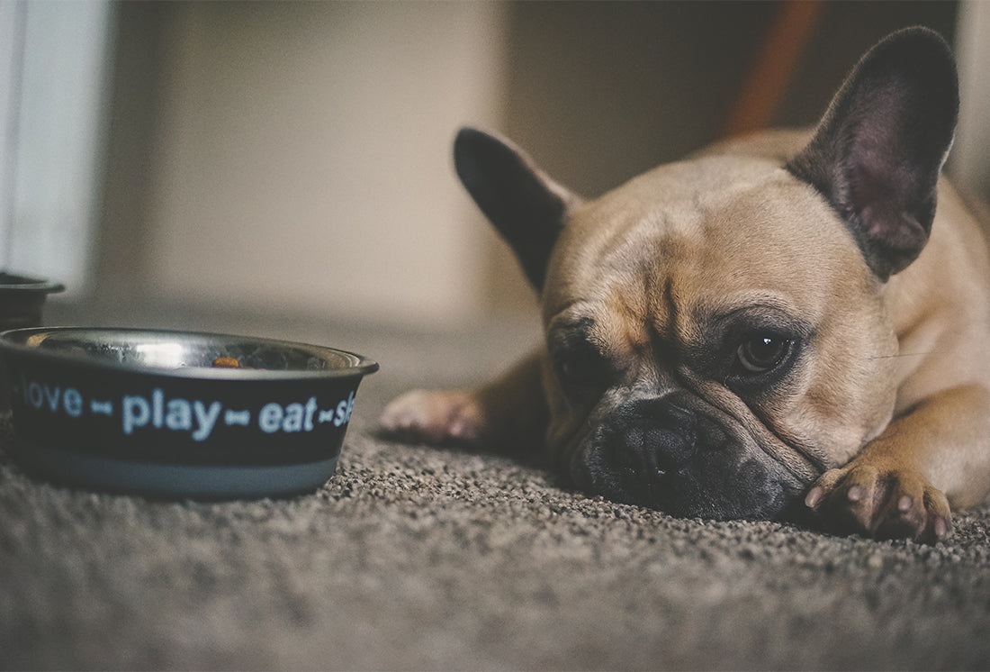 New Zealand dog diet study a wake-up call for dog nutrition