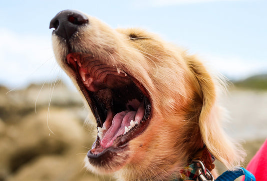Does your dog’s breath make your eyes water?