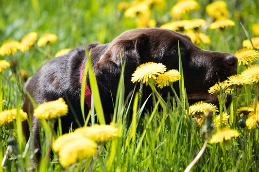 Where can you find a free superfood for your pet?