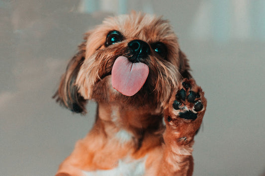 Is your dog licking their paws …. a lot?  Find out why?