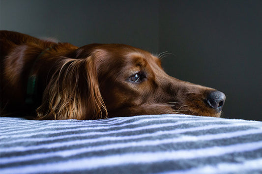 Dog lying on bed