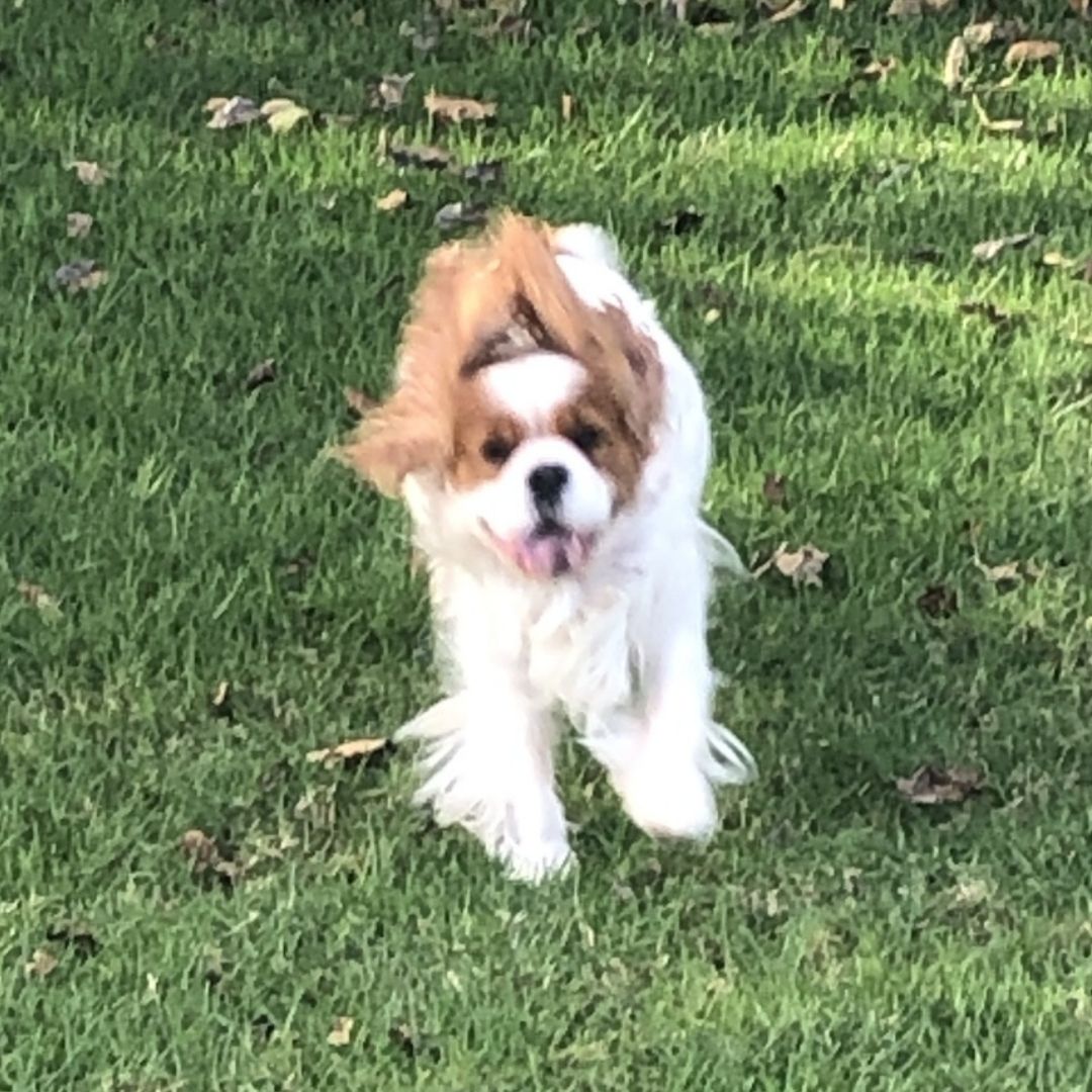 Doggy Daily Lover Trixie