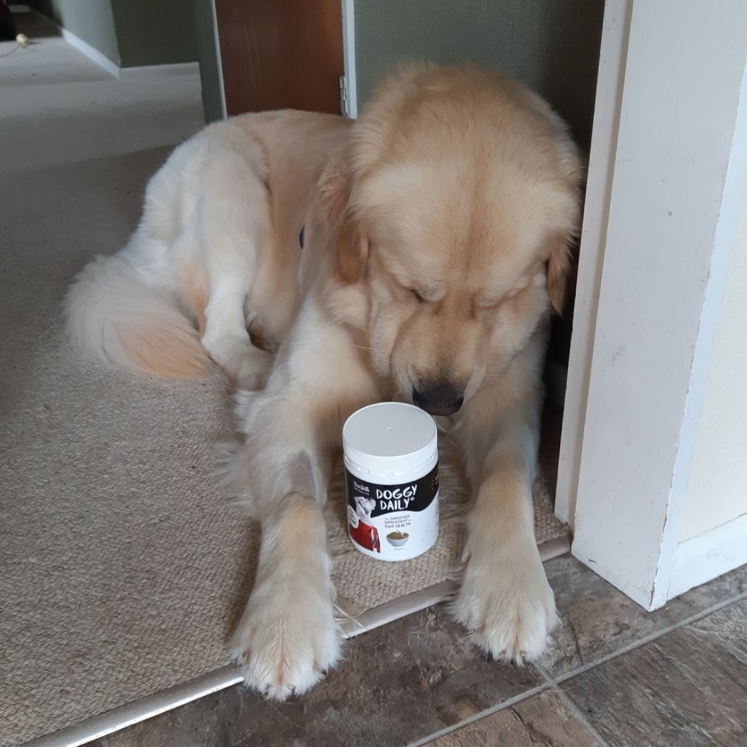 Doggy Daily or Nothing!
