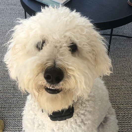 Doggy Daily To The Rescue!