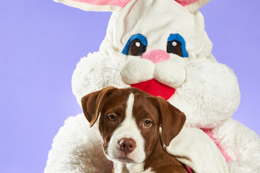 Tips to keep your dog safe this Easter