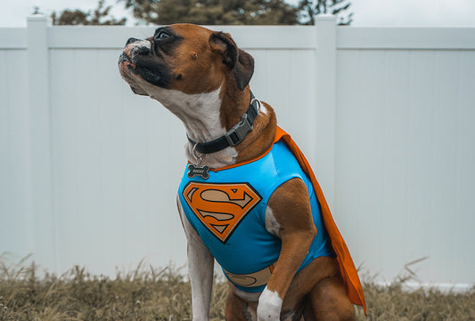 The lowdown on Canine Superfoods
