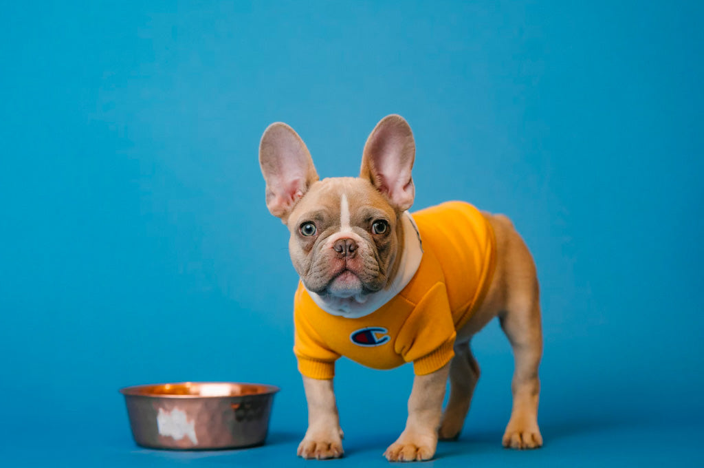 Can you feed your puppy healthy food scraps?