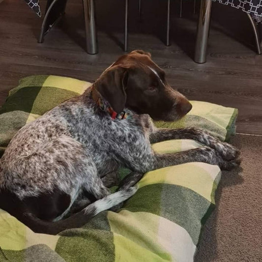 Fussy Dog No More