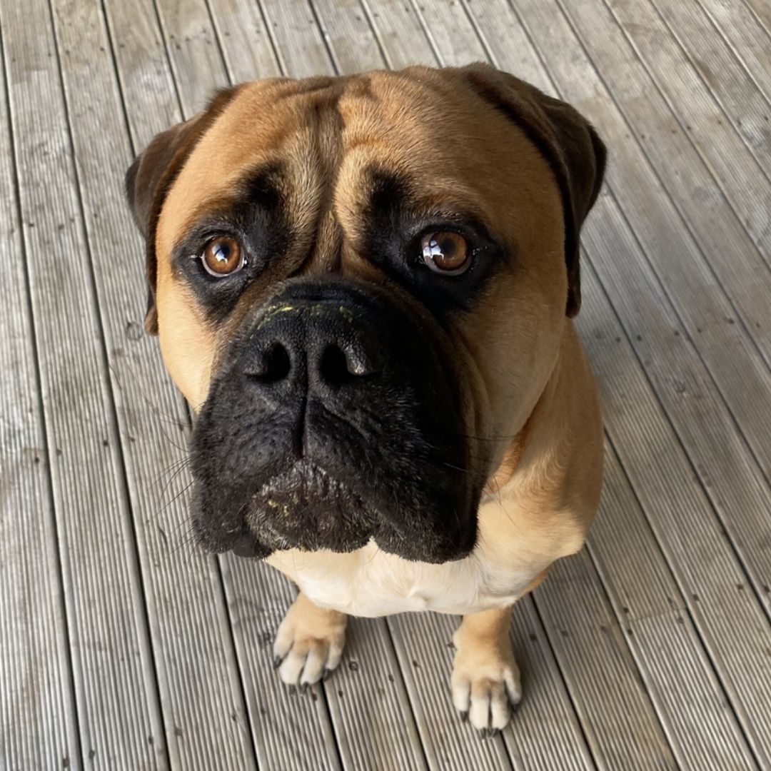 Mac - A Happy Pup On Doggy Daily