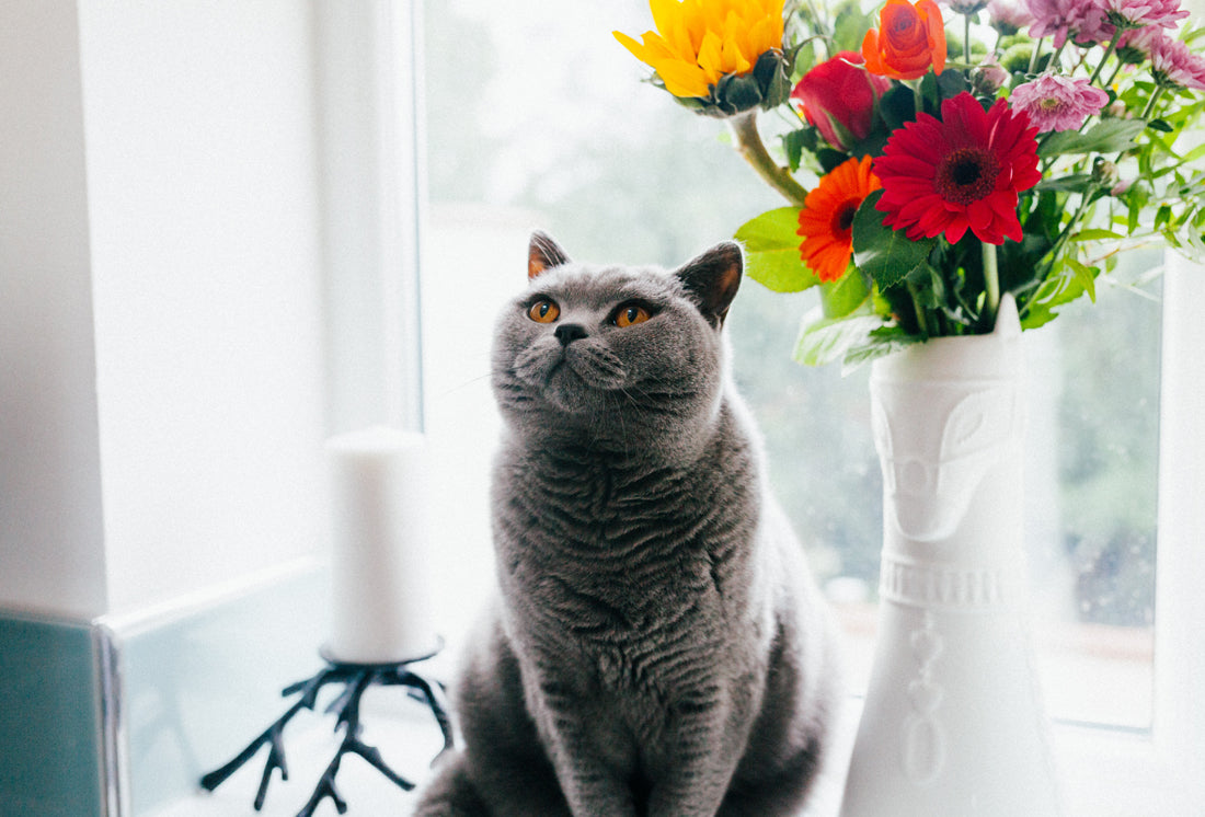 What is your cat trying to tell you?