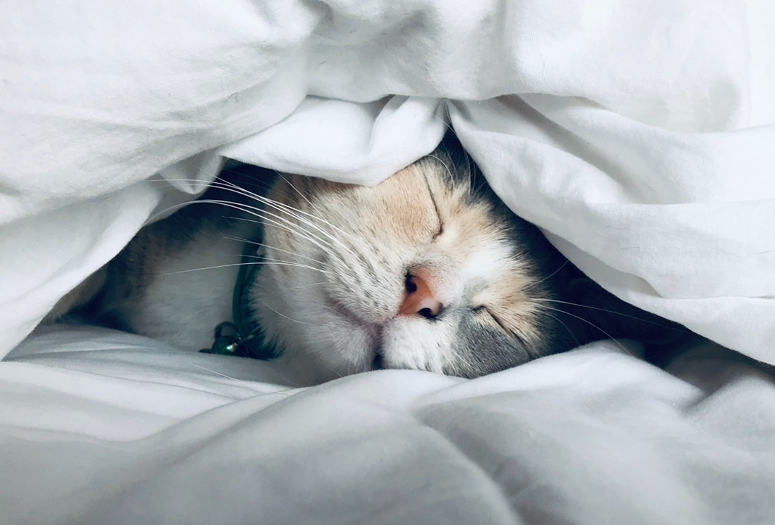 The tell-tail signs that your cat might need a change of diet!