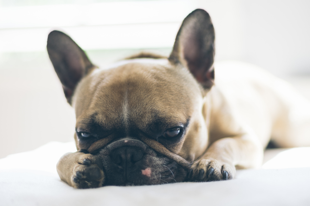 How to treat Canine cough at home