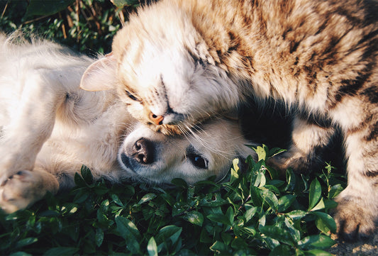 There are Super Foods for Cats Too!