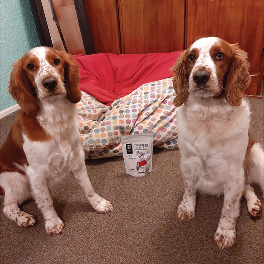 Two Welsh Springer Spaniels