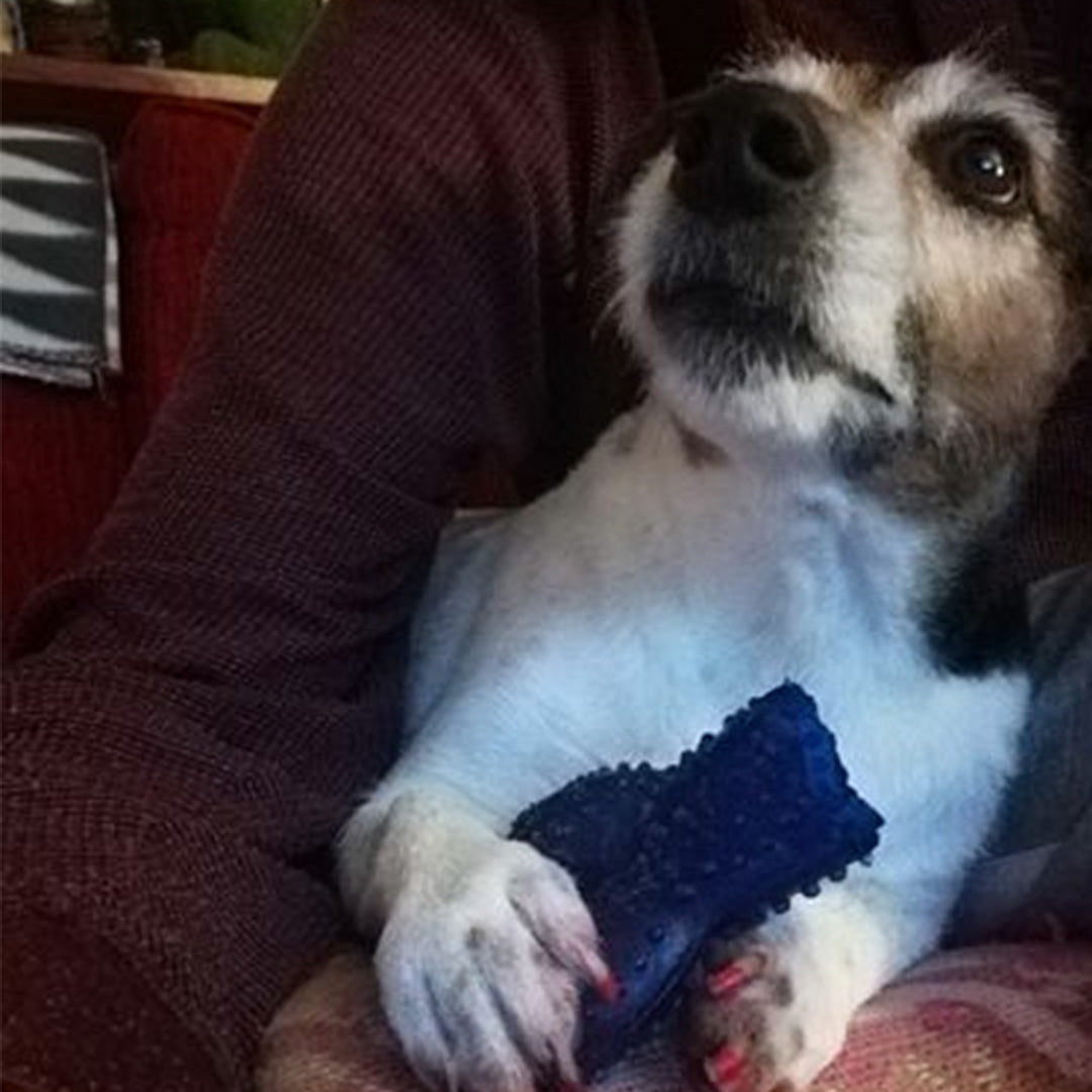Our Sophie absolutely loves the Doggy Daily Bliss Balls