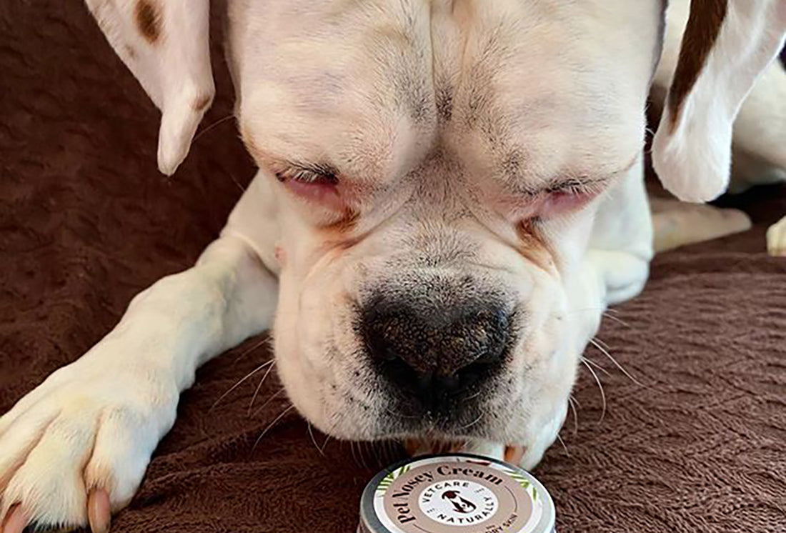 Caring for our Wonderful Wrinkly Dogs, Naturally