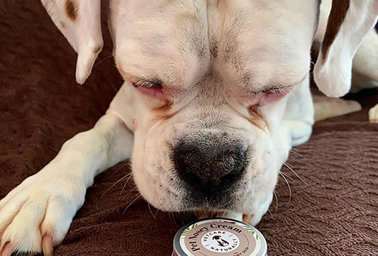 Caring for our Wonderful Wrinkly Dogs, Naturally
