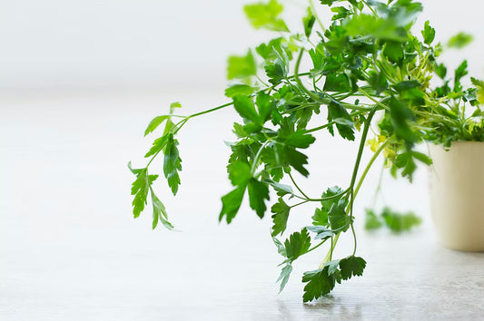 Potted Herbs