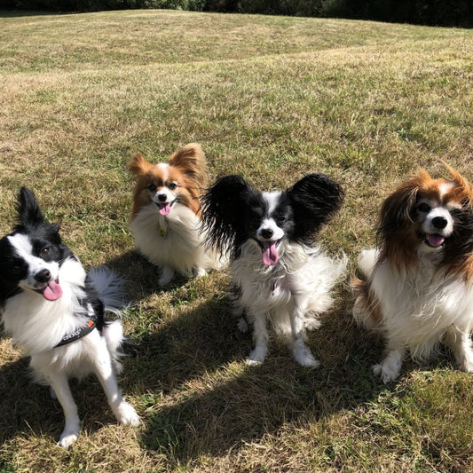 Great Product - Doggy Daily