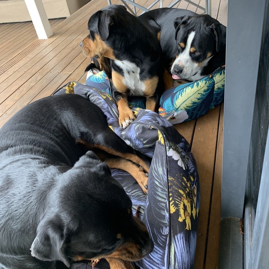 Rottie Crosses Have Sparkling Coats