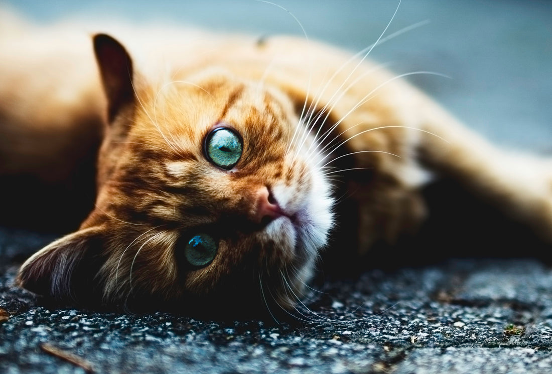 10 simple wellness tips that will have your cat purring
