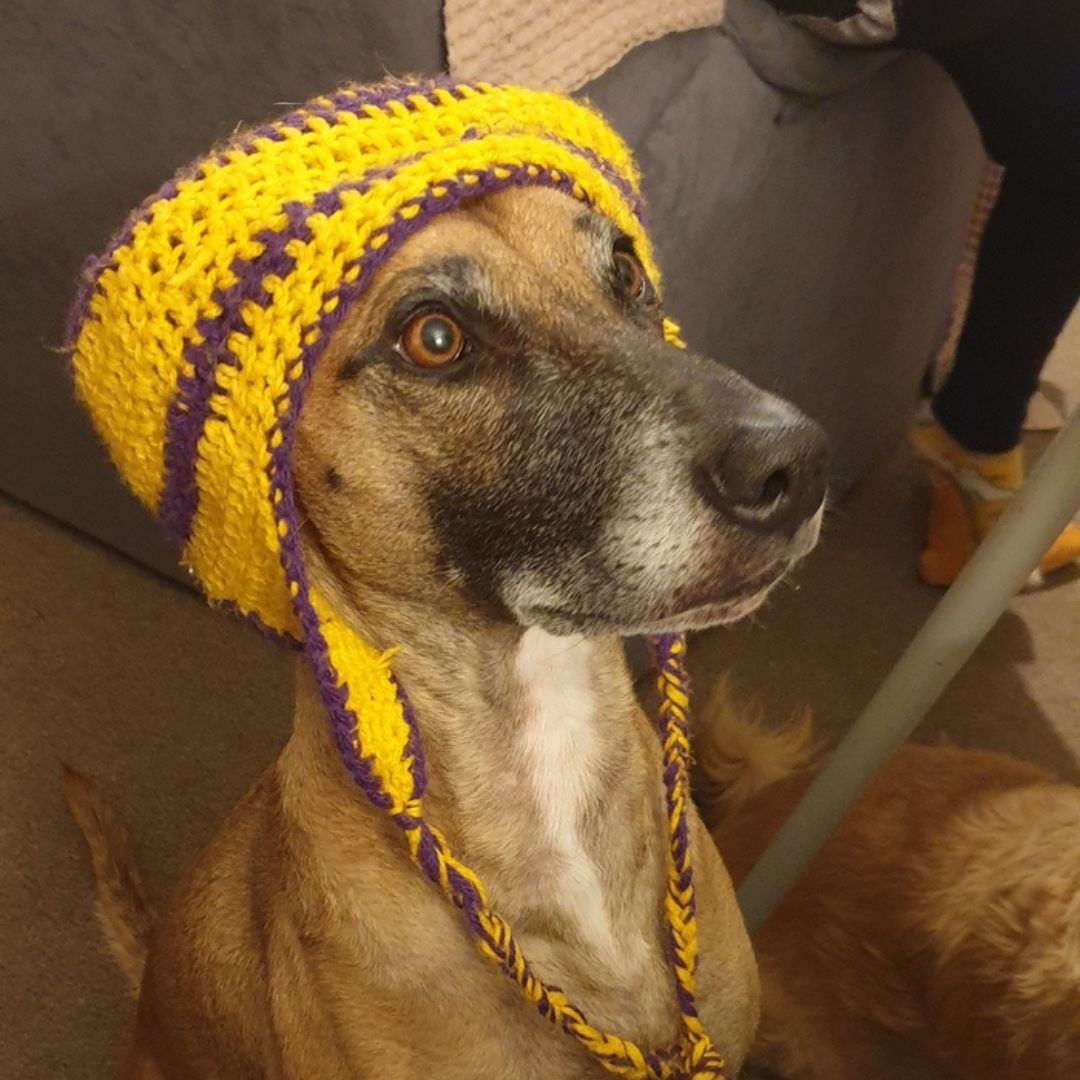 Suki Loves Doggy Daily