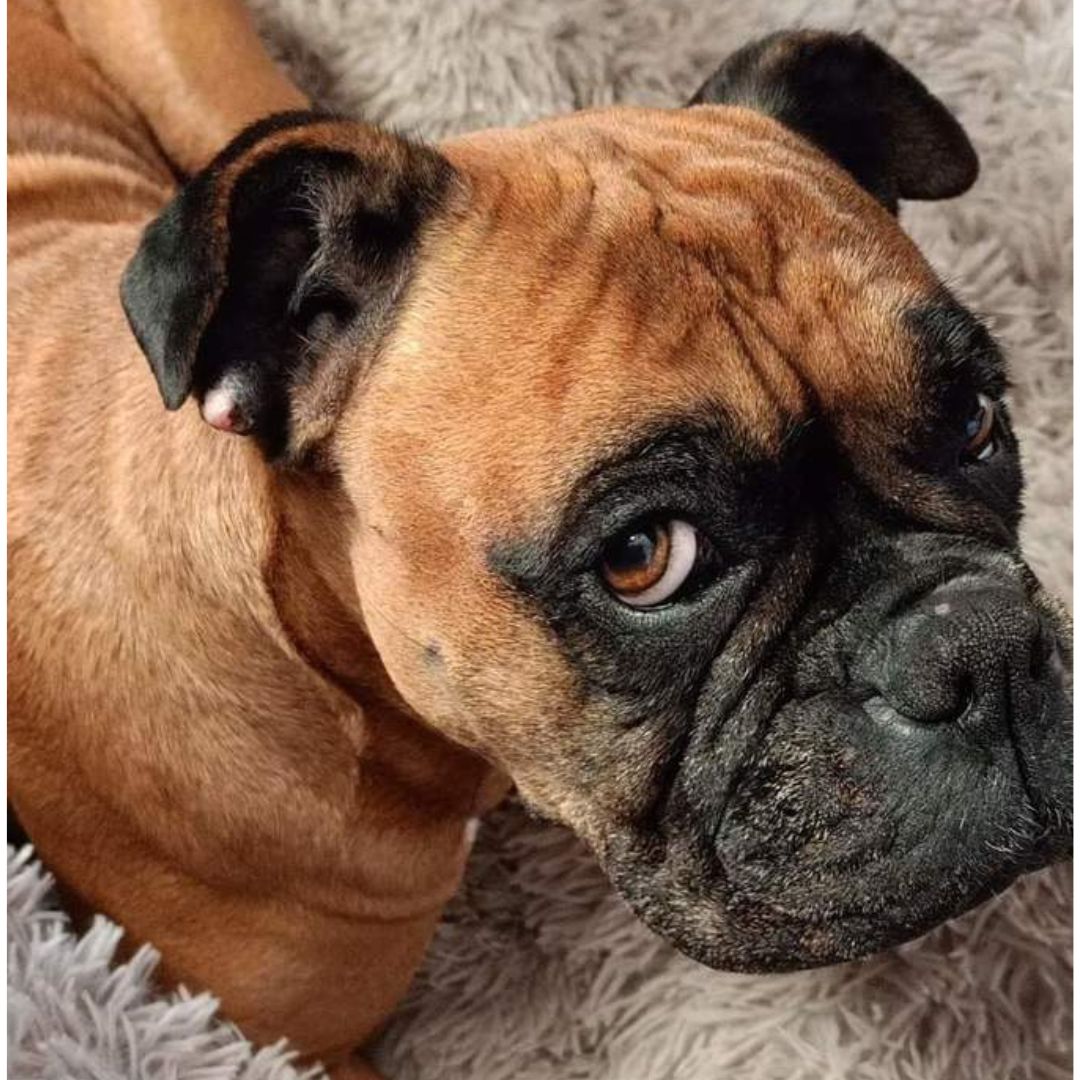 Allergies Reduced with Doggy Daily