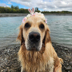 Daisy Easter Floral Headband