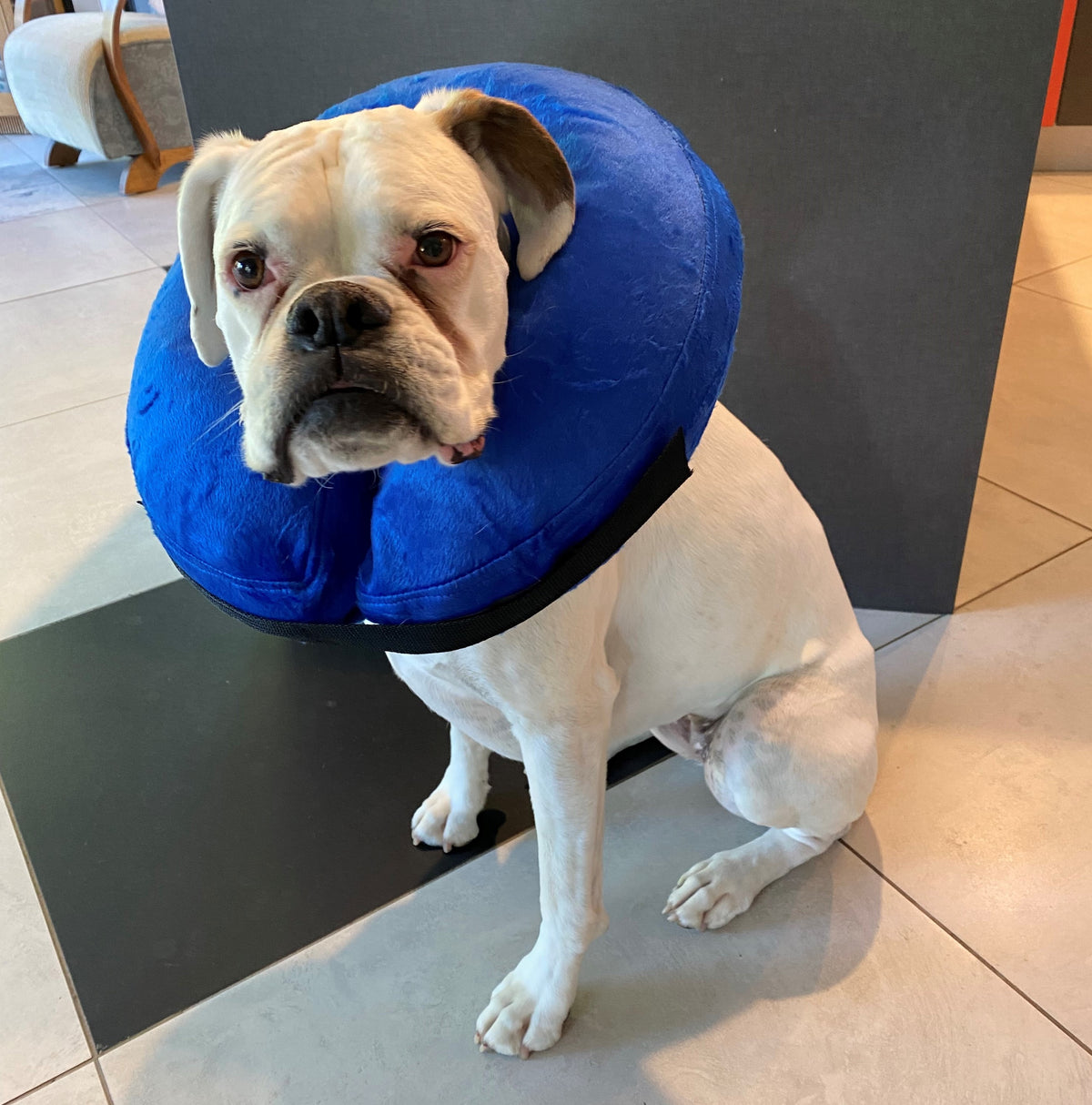 Inflatable Pet Collar