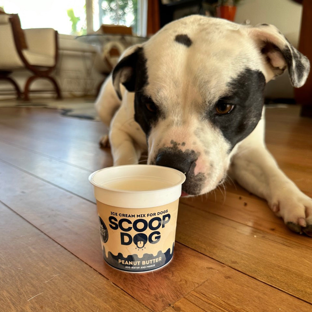 Scoop Dog x Doggy Daily Ice Cream