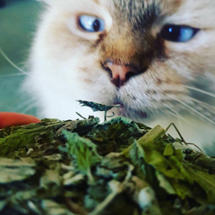 cat with catnip