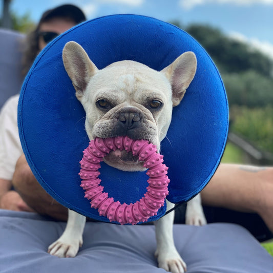 Inflatable Pet Collar