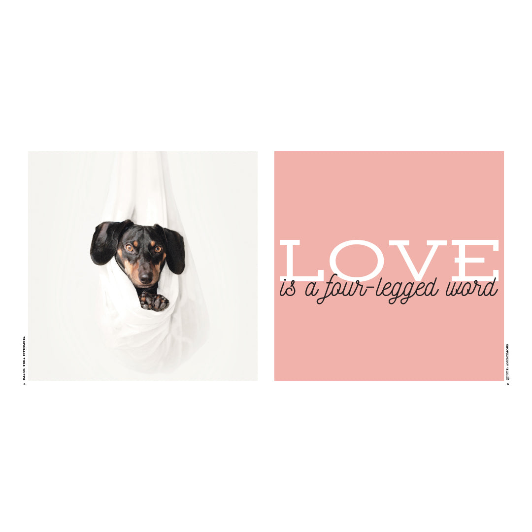Love Is A Four-Legged Word - Quote Book