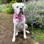 Dog Bandana - White Peony