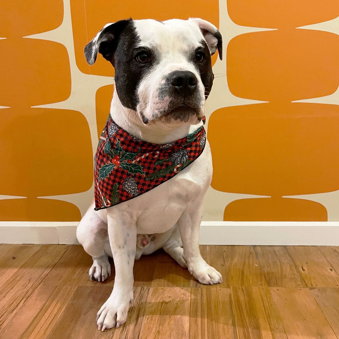 Dog wearing christmas banadana in candy cane print