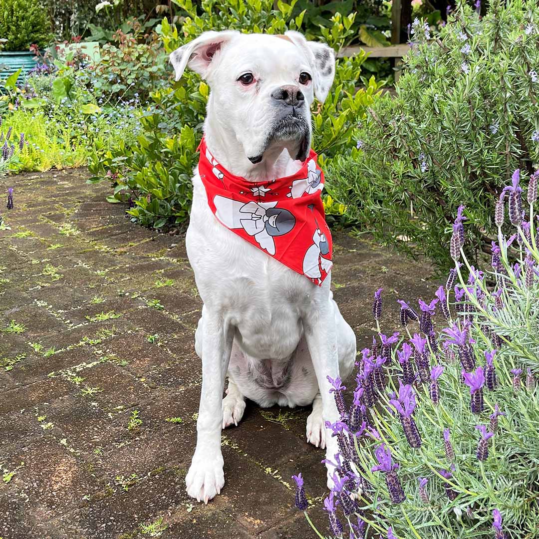 Dog wearing christmas banadana in red angel  print