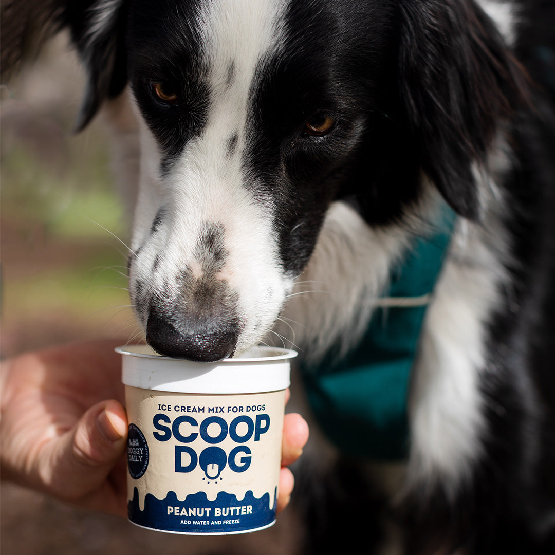 Dog eating Scoop Dog x Olive's Kitchen Peanut Butter Ice Cream for Dogs 